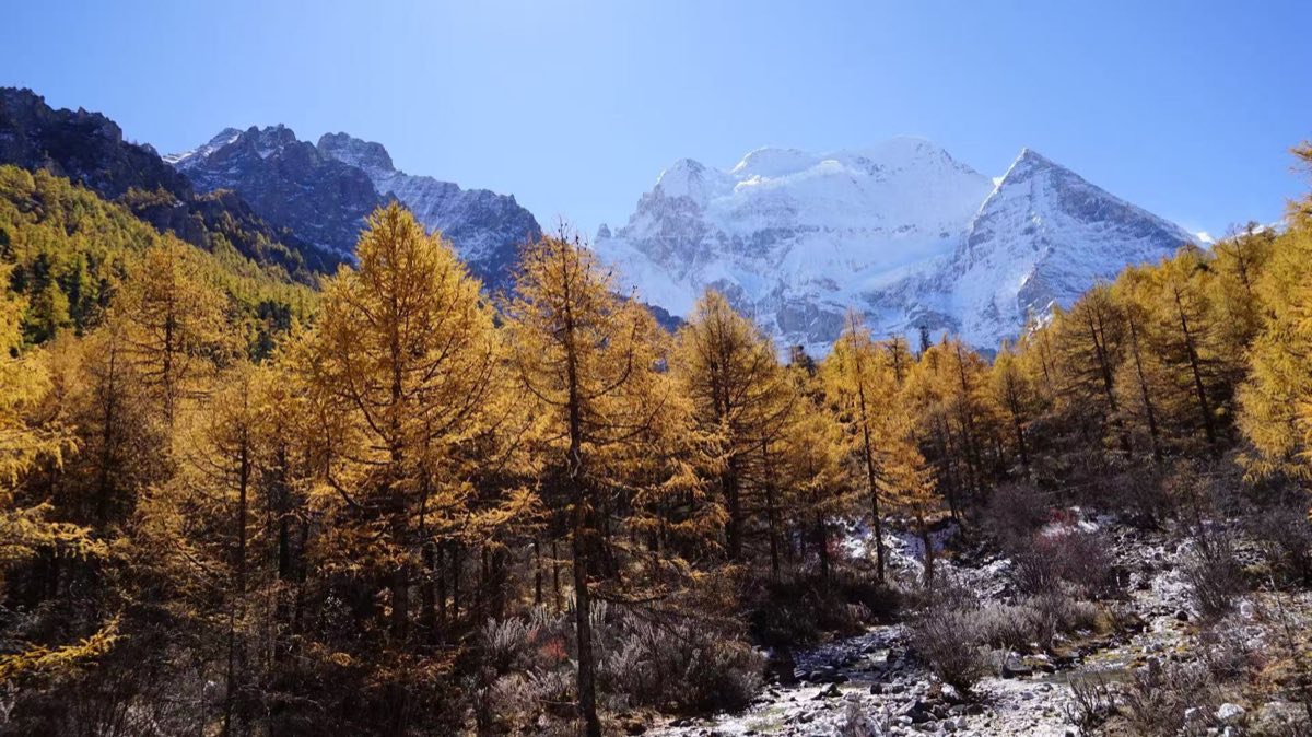 雪山与树林景色